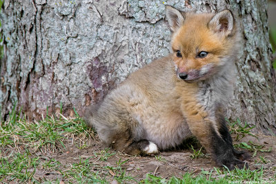 White Foot: Red Fox Kit at Five Weeks