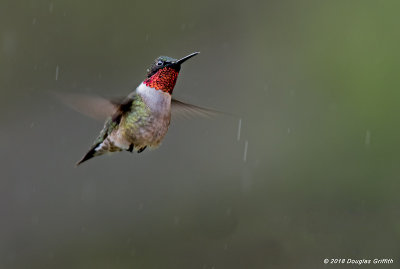 Male Ruby-throated Hummingbird