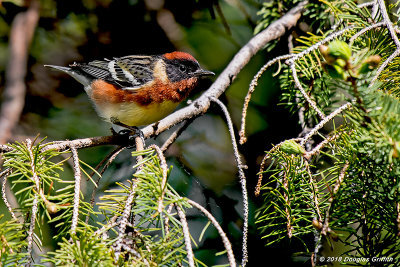 Bay-breasted Warbler