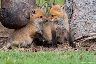 Siblings: Red Fox Kits