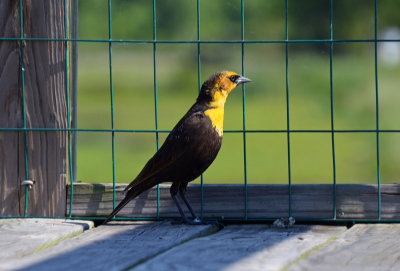 Yellow-headed Blackbird