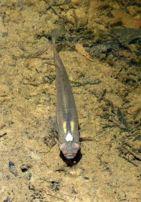 Blackstripe Topminnow (Fundulus notatus)