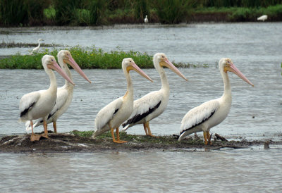 White Pelicans