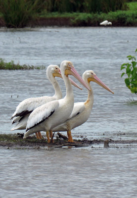 White Pelicans