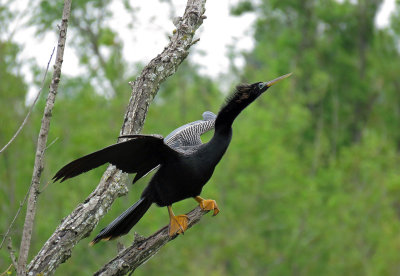 Anhinga