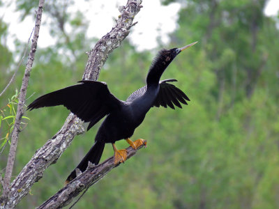 Anhinga