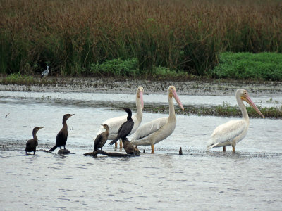 White Pelicans and Neotropic Cormorants