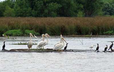 White Pelicans and Neotropic Cormorants