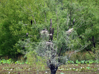 Neotropic Cormaorant and Anhinga nesting rookery
