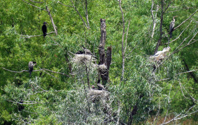 Neotropic Cormaorant and Anhinga nesting rookery