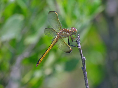 Golden-winged Skimmer