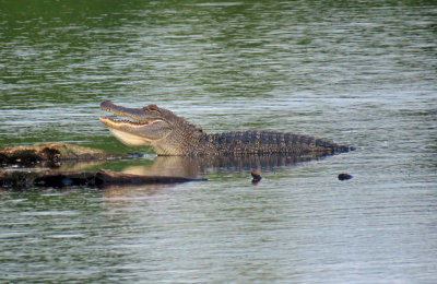 American Alligator