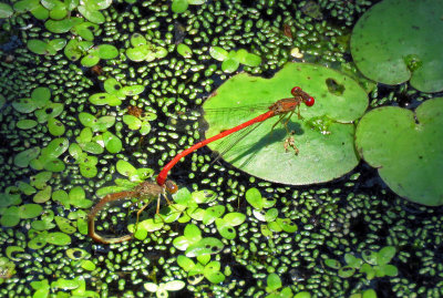Duckweed Firetails  