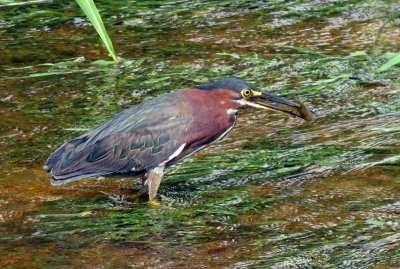 Green Heron