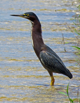 Green Heron