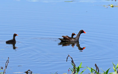 Common Gallinule and young
