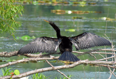 Anhinga