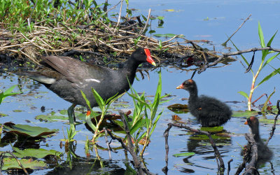 Common Gallinule with chicks