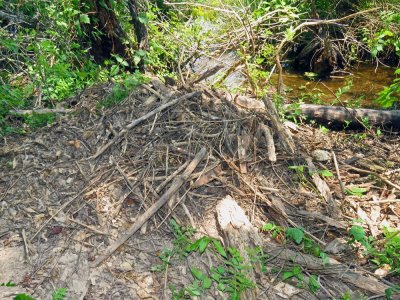 American Alligator's nest