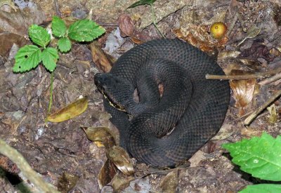 Western Cottonmouth