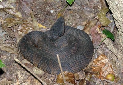 Western Cottonmouth