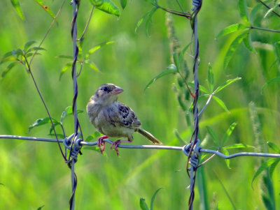 Grasshopper Sparrow - juvenile