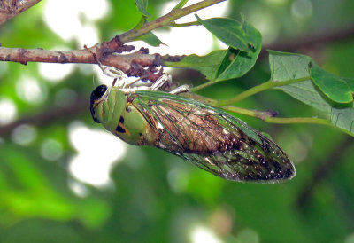 Superb Cicada (Neotibicen superbus)