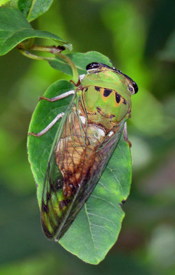 Superb Cicada (Neotibicen superbus)