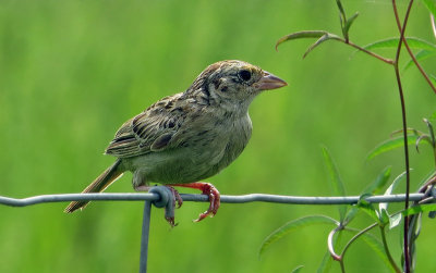 Grasshopper Sparrow