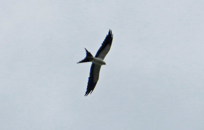 Swallow-tailed Kite - juvenile