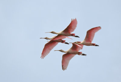 Roseate Spoonbills