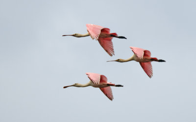 Roseate Spoonbills