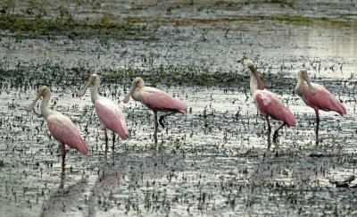 Roseate Spoonbills