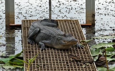 American Alligator