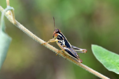 Melanoplus femurrubrum