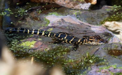 American Alligator Hatchling