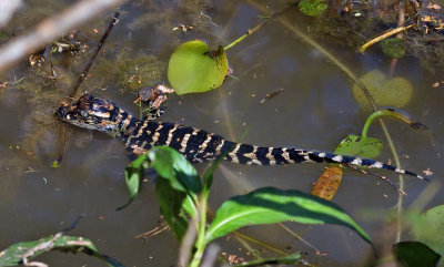 American Alligator Hatchling