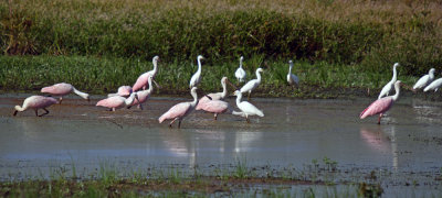 Roseate Spoonbills
