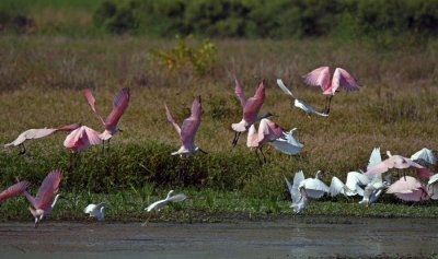 Roseate Spoonbills