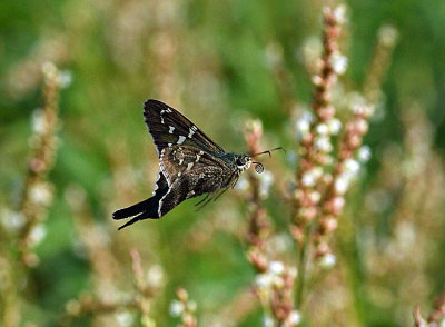 Long-tailed Skipper