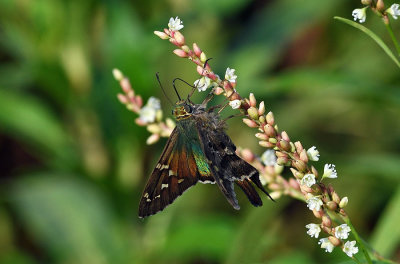 Long-tailed Skipper