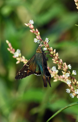 Long-tailed Skipper