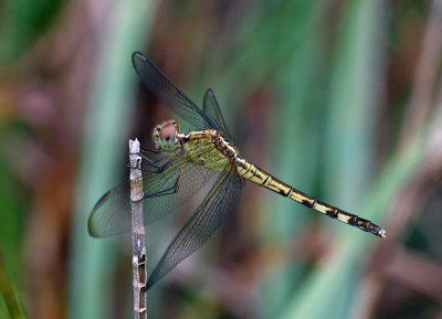 Band-winged Dragonlet - female