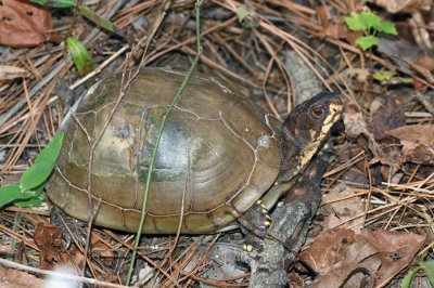 Three-toed Box Turtle