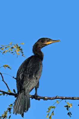 Neotropic Cormorant