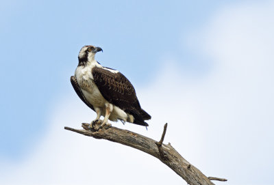 Ospreys