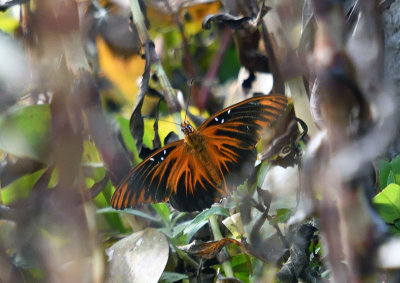 Longwings & Fritillaries