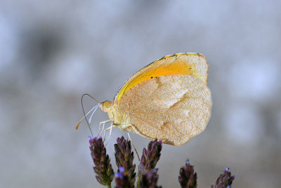 Sleepy Orange