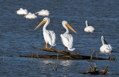 White Pelicans