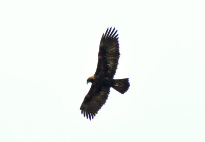 Golden Eagle